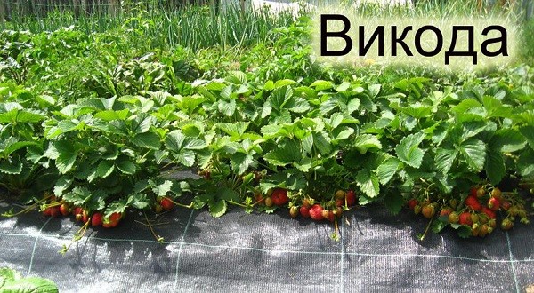 Обзор клубники сорта Викода