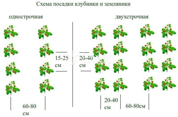 Обзор сорта клубники Зенга Зенгана