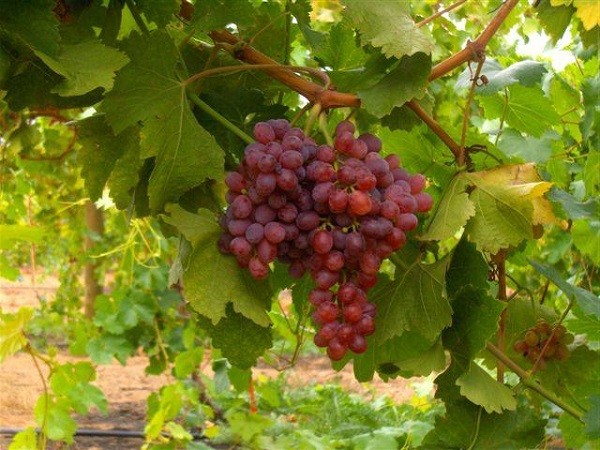 Обзор сорта винограда Краса Никополя