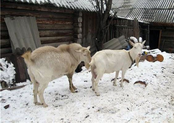 Половая охота у коз