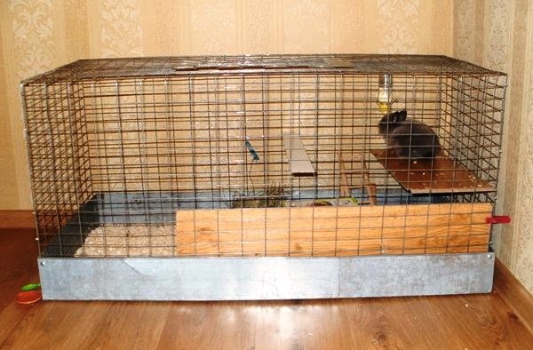 Правильный уход за декоративными кроликами в домашних условиях
