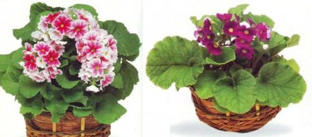 Примула