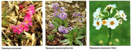 Примула