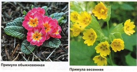 Примула