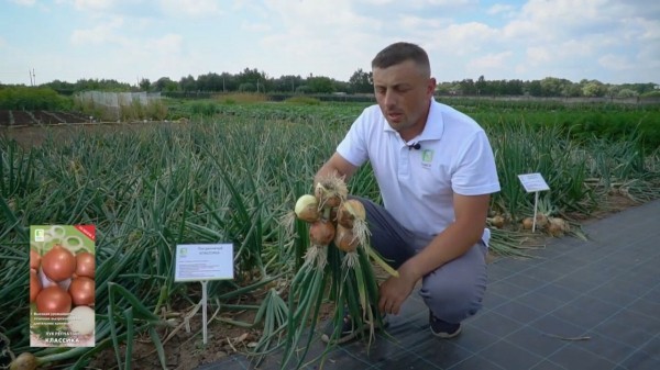 Самые лучшие и урожайные сорта овощей и зелени &mdash; обзор от агрофирмы &laquo;Поиск&raquo;