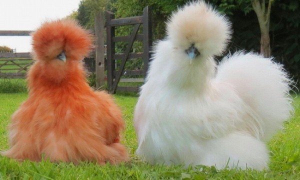 Шелковые китайские куры