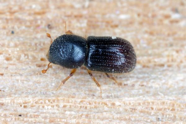 Стволовые вредители &mdash; кто грызёт деревья изнутри и как с ними бороться?