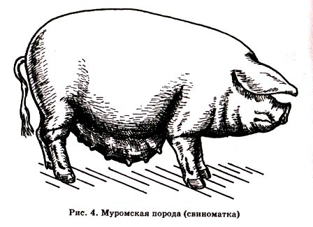 Свиноводство в Московской области