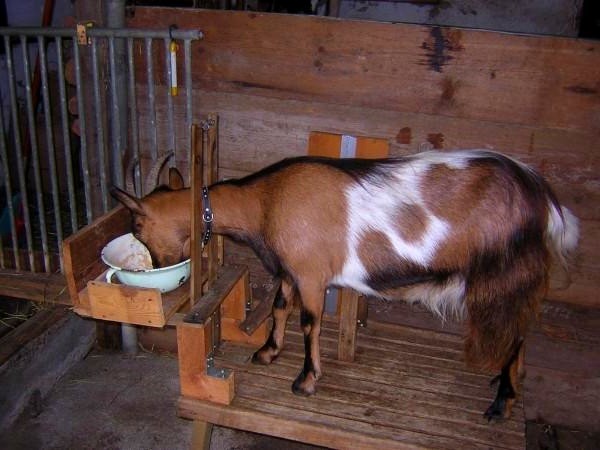 Уход за козой для начинающих