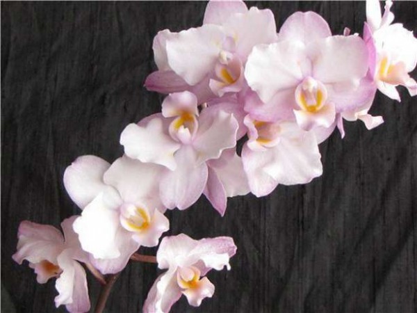 Виды и сорта фаленопсиса Виды и сорта фаленопсиса