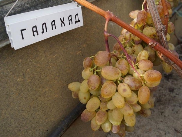 Виноград Галахад