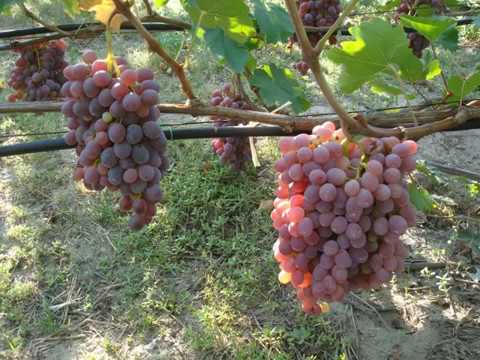 Виноград сорта Тайфи