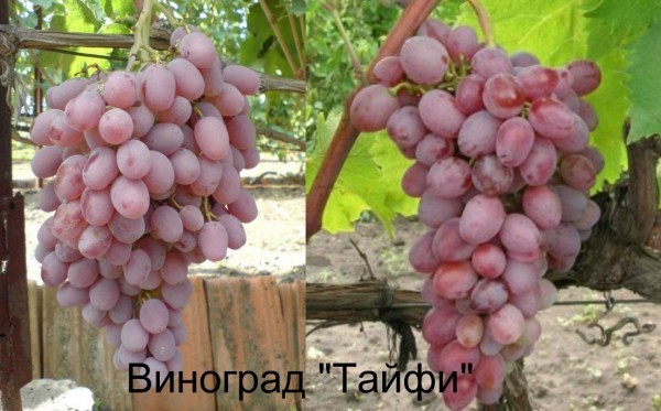 Виноград сорта Тайфи