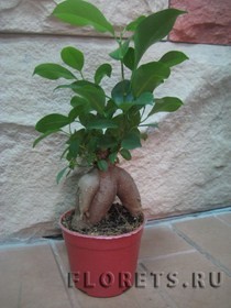 Фикус Фикус