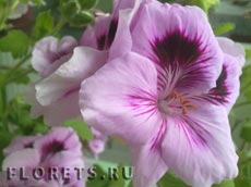Пеларгония