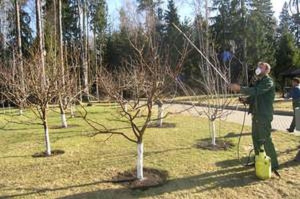Болезни яблонь Болезни яблонь