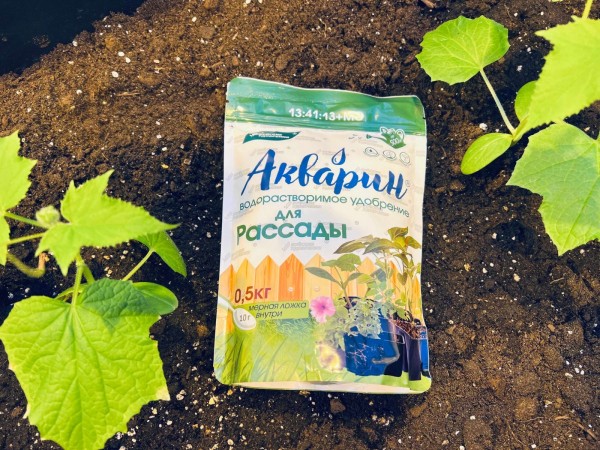 Что поможет нашей рассаде стать крепче?