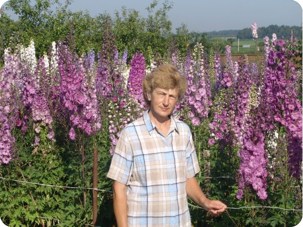 Дельфиниум новозеландский