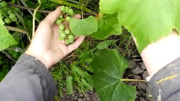 Опрыскивание винограда от болезней летом