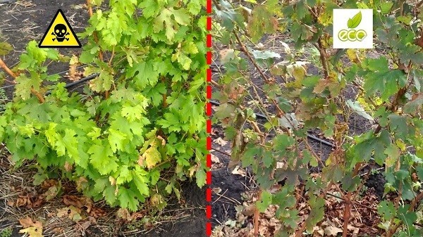 Опрыскивание винограда от болезней летом