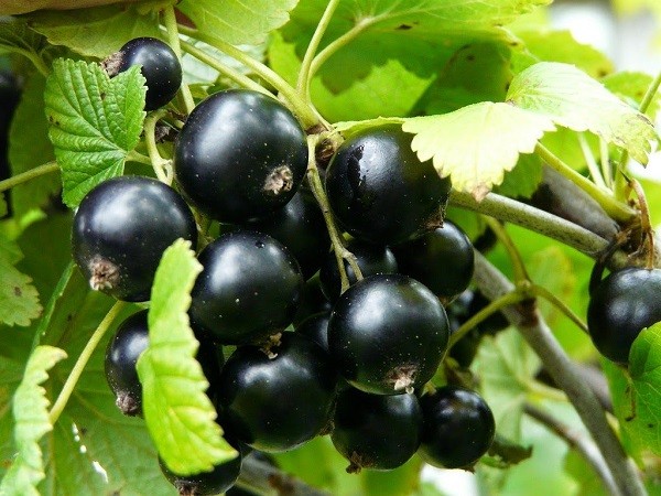 Осеннее удобрение смородины Осеннее удобрение смородины