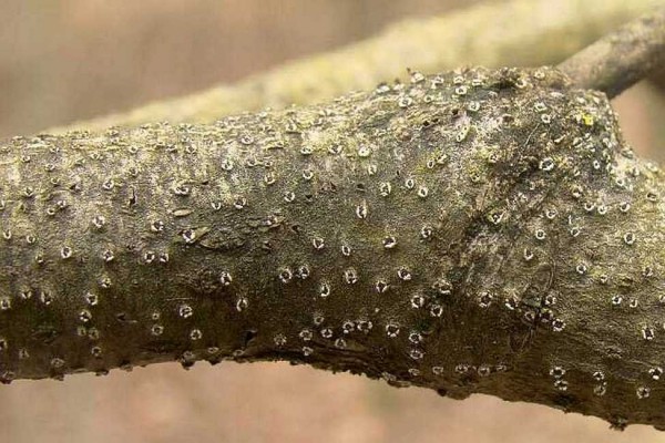 Основные болезни груши и меры борьбы с ними