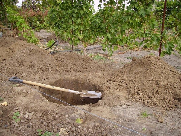 Особенности пересадки винограда осенью