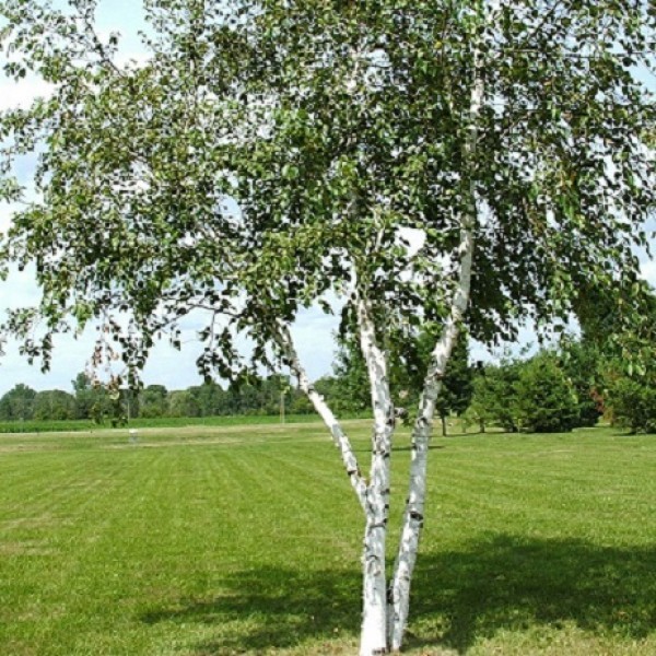 Пересадка березы