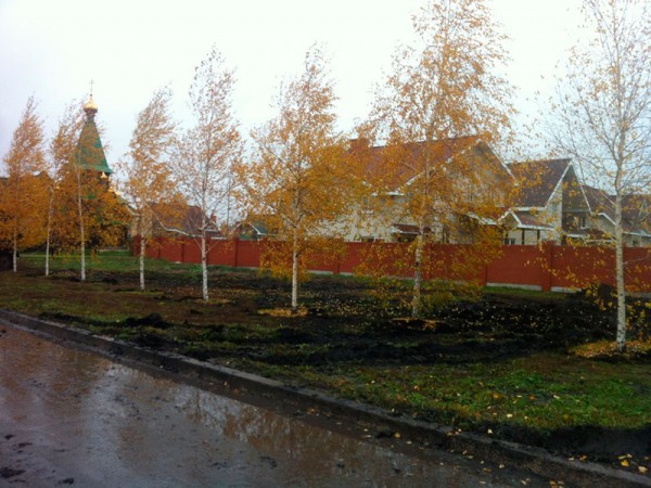 Пересадка березы