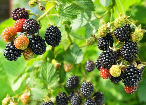 Почему ежевика не дает урожай и что делать