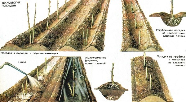 Посадка малины осенью Посадка малины осенью