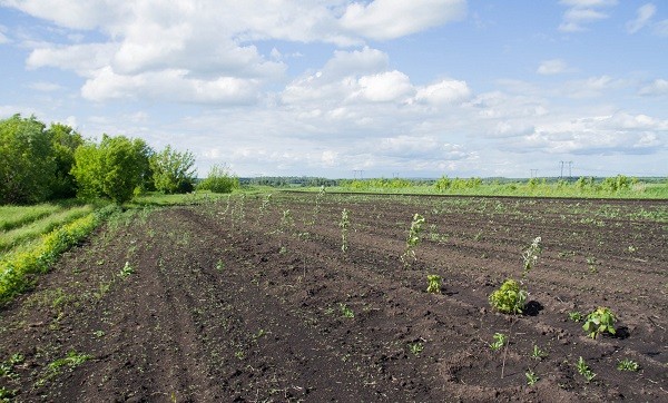 Посадка малины осенью Посадка малины осенью