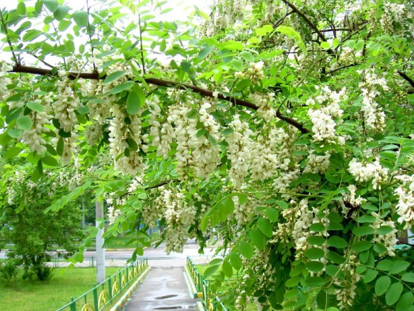 Робиния лжеакация