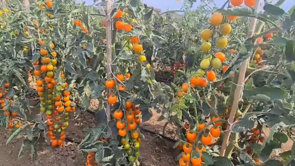 Самые лучшие и урожайные томаты-черри &mdash; обзор от агрофирмы &laquo;Поиск&raquo;