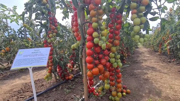 Самые лучшие и урожайные томаты-черри &mdash; обзор от агрофирмы &laquo;Поиск&raquo;