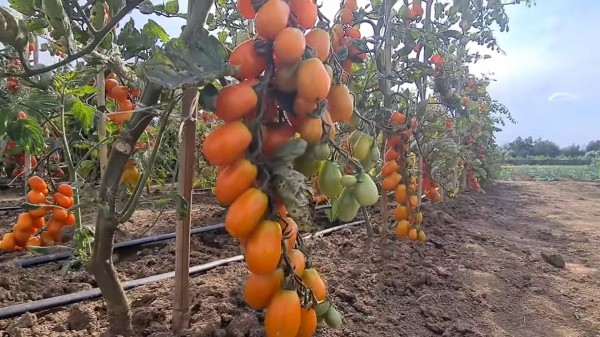 Самые лучшие и урожайные томаты-черри &mdash; обзор от агрофирмы &laquo;Поиск&raquo;
