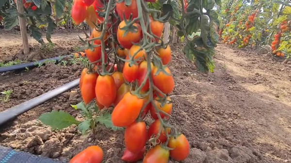 Самые лучшие и урожайные томаты-черри &mdash; обзор от агрофирмы &laquo;Поиск&raquo;