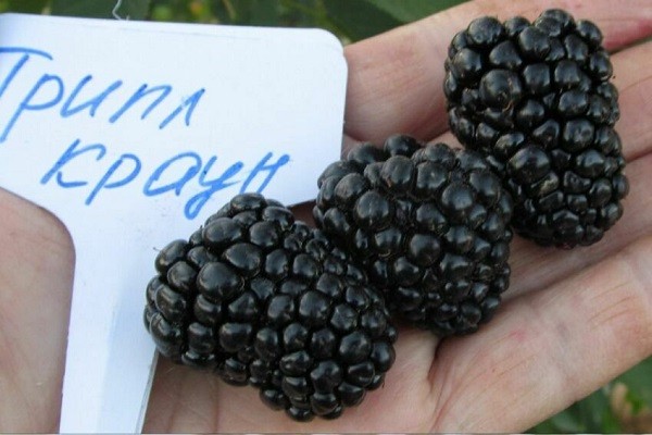 Сорт ежевики Трипл Краун