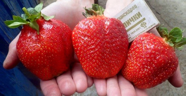 Сорт клубники Азия
