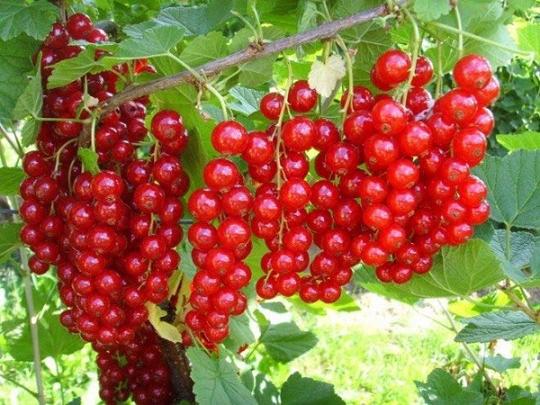 Сорт красной смородины Натали