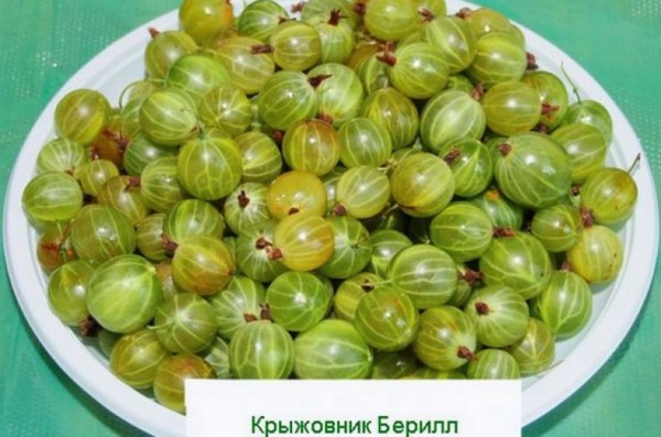 Сорт крыжовника Берилл