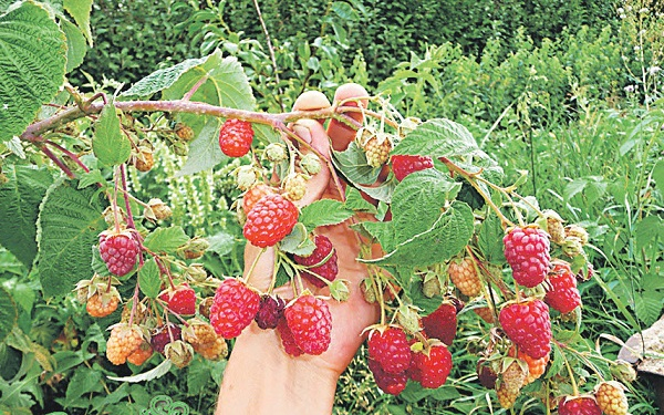 Сорт малины Брянское диво Сорт малины Брянское диво