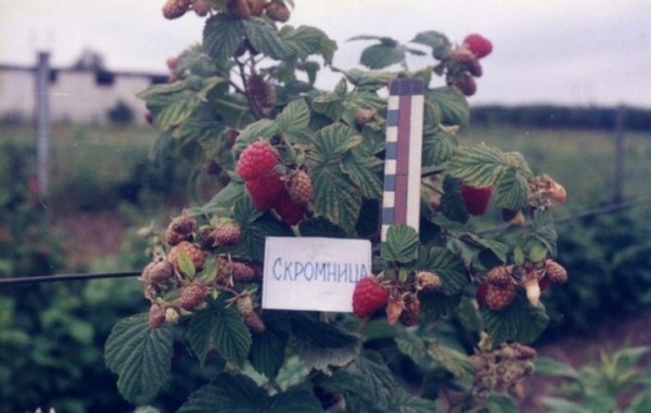 Сорт малины Скромница Сорт малины Скромница