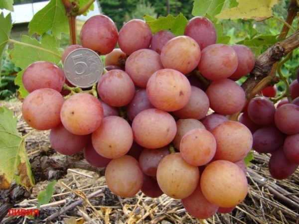 Сорт винограда Ливия