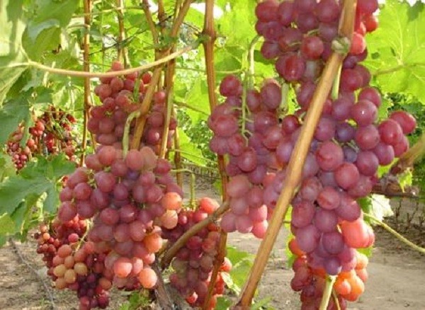 Сорт винограда Ливия