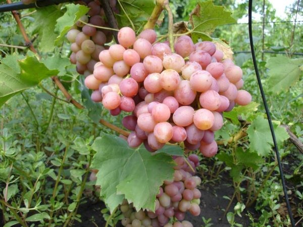 Сорт винограда Ливия
