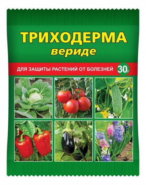 «Триходерма вериде» — безвредный биопрепарат против вредных болезней «Триходерма вериде» — безвредный биопрепарат против вредных болезней