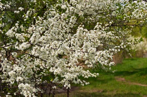 Вишня кустарниковая (степная)