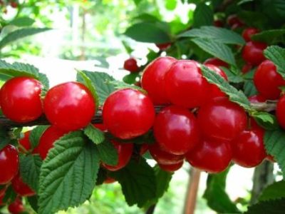 Вишня кустарниковая (степная)