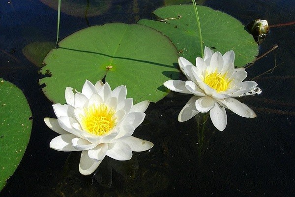 Водяная лилия